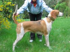 Dreifarbiger franz�sischer Laufhund - Fran�ais tricolore